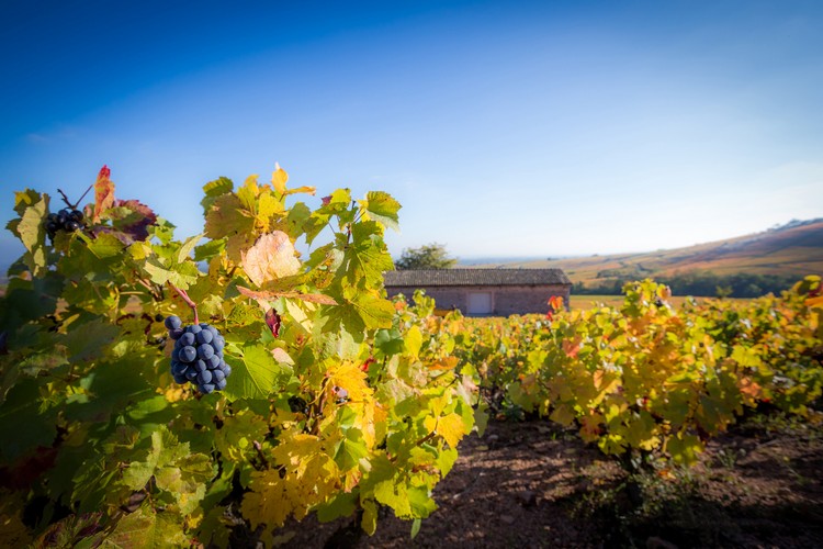 亞伯彼修酒莊(Albert Bichot)葡萄園風情