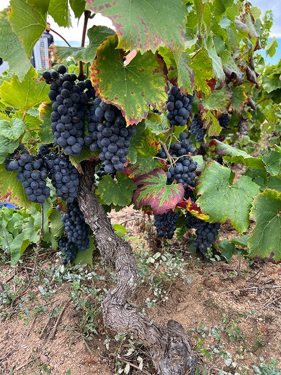 碧紅酒莊(Maison Piron)的葡萄老藤